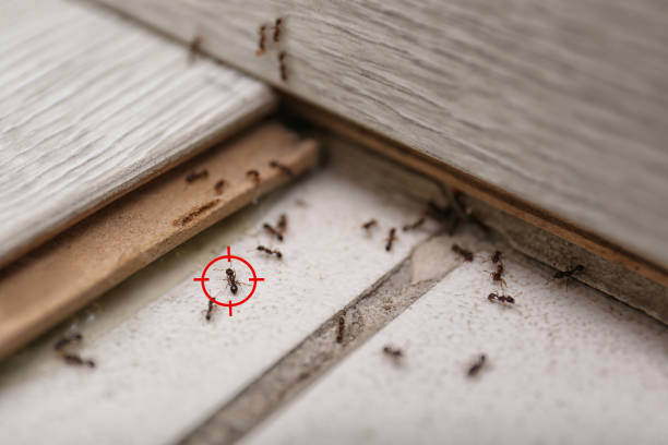Best Cockroach Control Services  in Palestine, IL