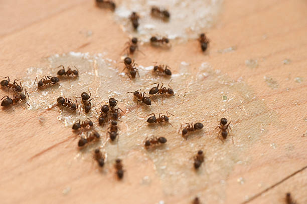 Best Bed Bug Extermination  in Palestine, IL