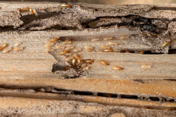 Best Commercial Pest Control Services  in Palestine, IL