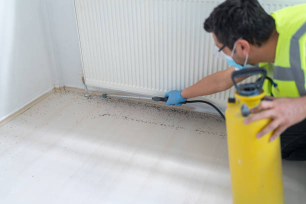 Best Termite Control Services  in Palestine, IL