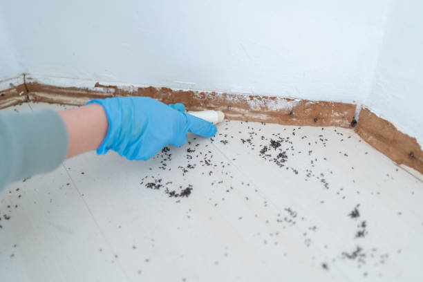 Best Affordable Pest Control Services  in Palestine, IL